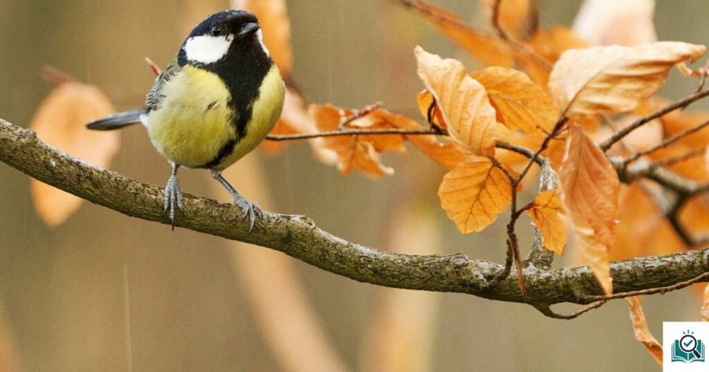 how to attract birds to your hand
