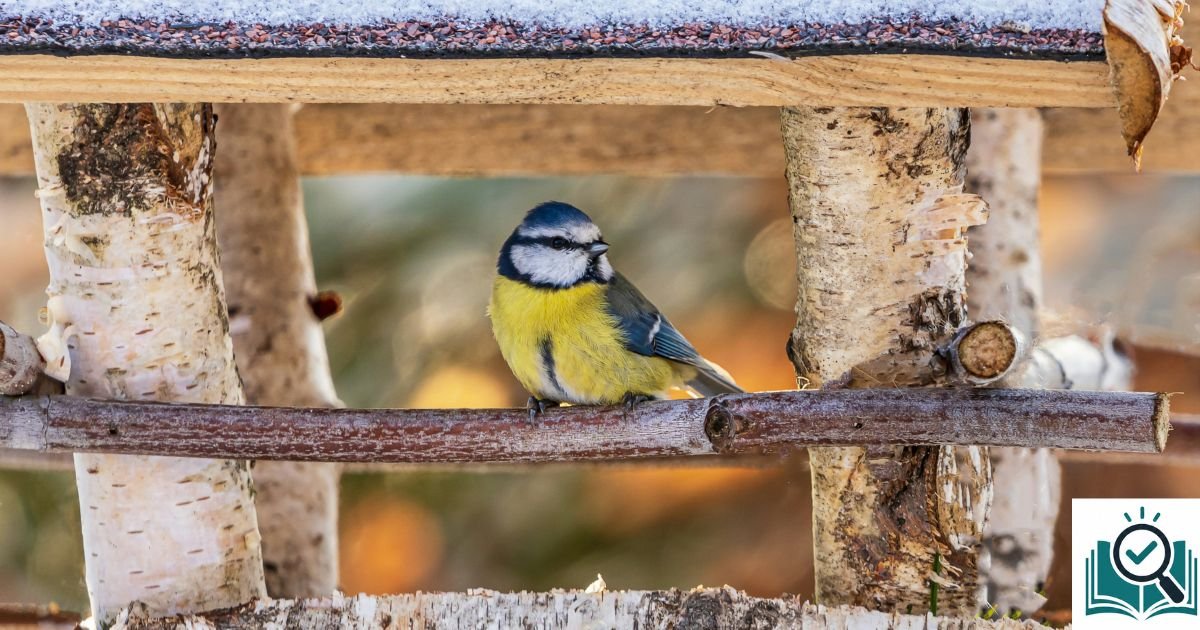 how to attract birds to bird house