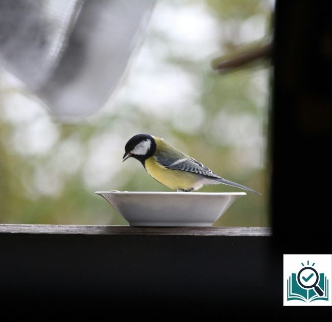 How to attract birds to window feeder
