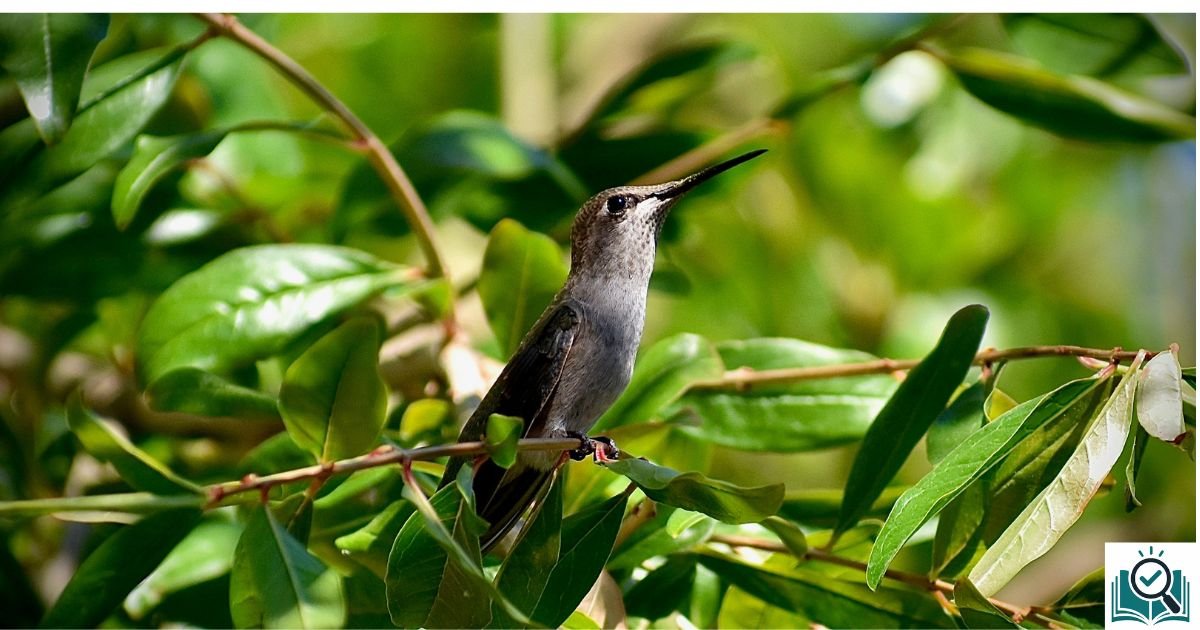 how to attract birds naturally