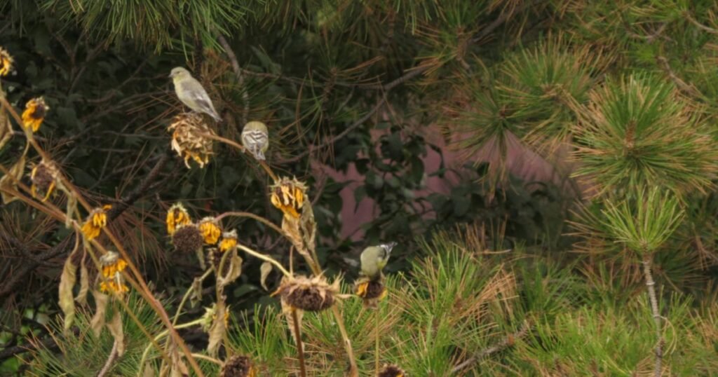 how to attract birds to your garden