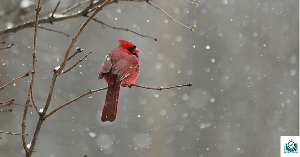 How to attract birds with sound
